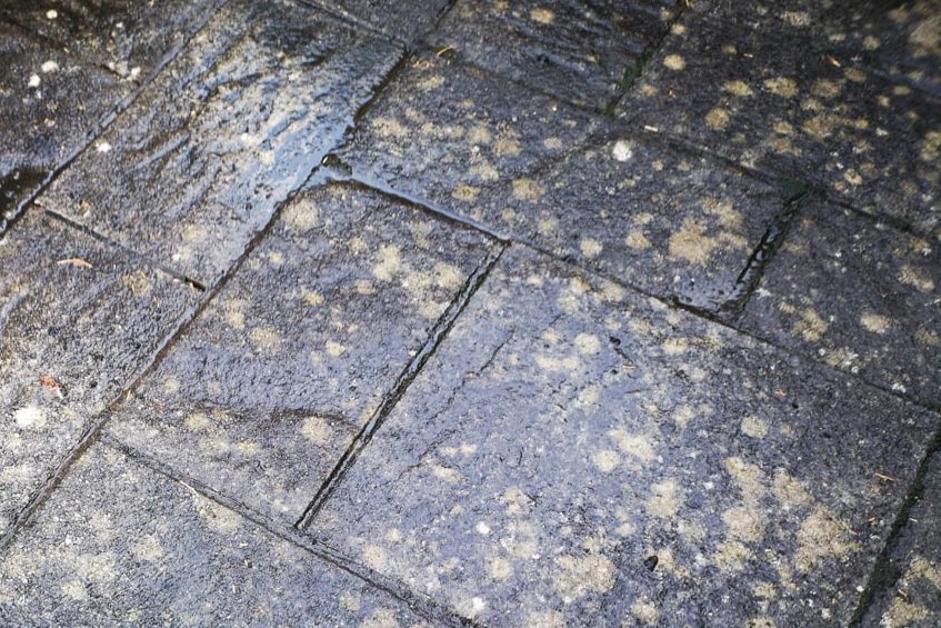 Get rid of black spots, lichen & algae from your patio or driveway